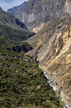 Deep gorge with river course and lush vegetation, The landscape of Colca Canyon in the Aden of Peru