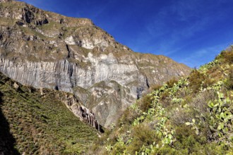 Dramatic mountain slopes under a deep blue sky with cacti in the foreground, the landscape of Colca