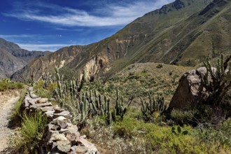 Dense cactus landscape against rocky mountains under blue sky, The landscape of Colca Canyon in the