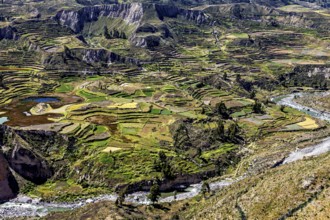 Overview of green fields and a river in terraced hills, The landscape of the Colca Canyon in the