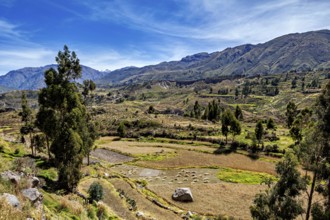 Extensive fields in the foreground with scattered trees in front of an impressive mountain