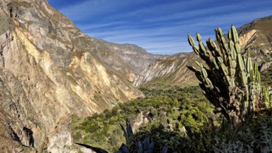 Cactus in the foreground with an expanse of mountains and blue sky in the background, the landscape
