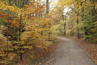 Autumn foliage, Stikelkamper Wald, Leer District, East Frisia, Lower Saxony, Germany