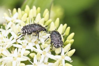 Weeping rose beetle (Oxythyrea funesta), on flowers of Common Dogwood, (Cornus sanguinea), other