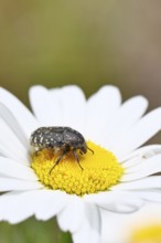 Weeping rose beetle (Oxythyrea funesta), on meadow daisy (Leucanthemum vulgare), other animals,