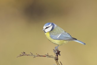 Blue tit (Parus caeruleus), sitting on a branch in a blackthorn bush, (Prunus spinosa), sloes, with