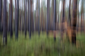 Forest, pine trees (Pinus), pine forest, tree trunks, distorted, moving camera, Darßwald,