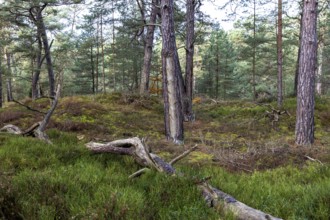 Pines (Pinus), pine forest, tree trunks, Darßwald, Fischland-Darß-Zingst, National Park