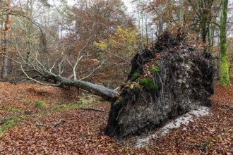 Fallen tree lies in autumn forest, autumn-colored leaves, Darßwald, Fischland-Darß-Zingst, Western