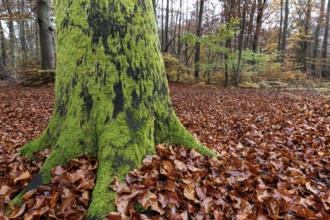 Moss-covered tree trunk in autumn forest, Darßwald, Fischland-Darß-Zingst, Western Pomerania Lagoon