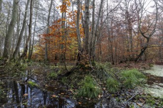 Moorland in the pristine Darßwald, autumn colors, Darß, Fischland-Darß-Zingst, Western Pomerania