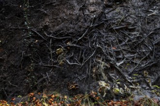 Roots of a fallen tree, Darßwald, Darß, Fischland-Darß-Zingst, Western Pomerania Lagoon Area