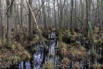 Moorland in the pristine Darßwald, Darß, Fischland-Darß-Zingst, Western Pomerania Lagoon Area