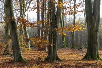 Autumn forest, autumn-colored trees, Darßwald, Darß, Fischland-Darß-Zingst, Western Pomerania