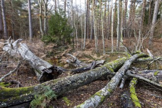 Dead tree trunks lie on forest soil, Darßwald, Darß, Fischland-Darß-Zingst, Western Pomerania