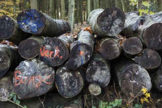 Felled tree trunks lie on the side of the road, marked with paint, Darßwald, Fischland-Darß-Zingst,