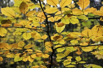 Autumnal leaves in backlight, Darßwald, Fischland-Darß-Zingst, Western Pomerania Lagoon Area
