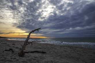Dead tree on the beach, dramatic clouds, evening light, sunset, Weststrand Darß, Baltic Sea,