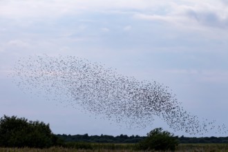 More and more starlings (Sturnus vulgaris) gather at the roost and begin to form formations, autumn