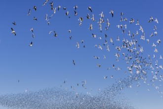 A flock of starlings (Sturnus vulgaris) as well as storm petrels (Larus canus) and black-headed