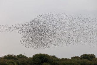 Below the flock of starlings (Sturnus vulgaris), a sparrowhawk (Accipiter nisus) follows the birds