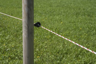 Insulator on an electric fence, willow fence, detail, Upper Bavaria, Bavaria, Germany