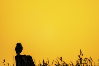 The silhouette of an owl Little Owl (Athene noctua) stands out clearly against a yellow, expansive