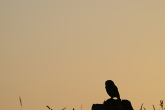 A tranquil bird silhouette stonecrop (Athene noctua) at sunset on a post with grass, owl in shadow