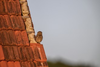 Little owl (Athene noctua) adult adult bird sitting on the edge of a tiled roof of a building and