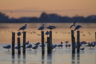 Black-headed gulls (Larus ridibundus) Birds on posts in the water at sunset, soft light, calm