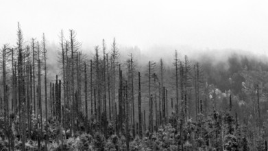 Dead trees Mountain spruce forest deaths in the Harz Mountains, Braunlage, Harz, Lower Saxony,