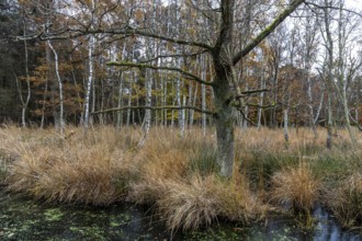 Moor landscape in the Osterwald forest with bog birch trees (Betula pubescens), Zingst,