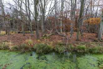 Moorland with trees, foreground stream with duckweed (Lemna), Osterwald, Zingst,