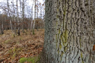 Birch trees (Betula), birch forest, thick tree trunk in front, Osterwald, Zingst,