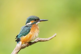 Common kingfisher (Alcedo atthis) sitting on an old wooden branch in late summer, wildife, Bavaria,