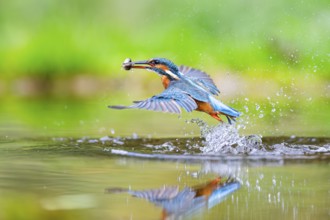 Common kingfisher (Alcedo atthis) flying out of the water with a fresh cought fish in his beak in