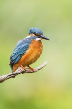 Common kingfisher (Alcedo atthis) sitting on an old wooden branch in late summer, wildife, Bavaria,