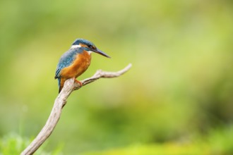 Common kingfisher (Alcedo atthis) sitting on an old wooden branch in late summer, wildife, Bavaria,