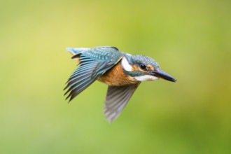 Common kingfisher (Alcedo atthis), flying, wildife, Bavaria, Germany