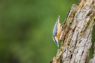Eurasian nuthatch (Sitta europaea) sitting on an old wrotten tree trunk at a swamp, Bavaria,