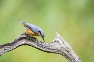 Eurasian nuthatch (Sitta europaea) sitting on an old wooden branch at a swamp, Bavaria, Germany