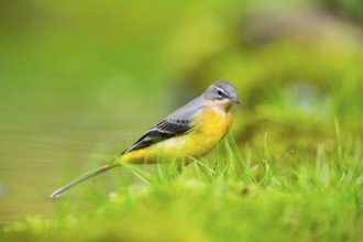Grey Wagtail (Motacilla cinerea) hunting at a little lake in a swamp, wildlife, Germany