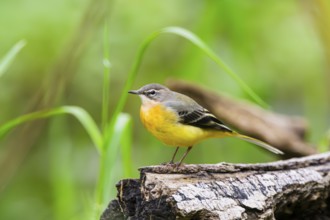 Grey Wagtail (Motacilla cinerea) sitting on an old wood, wildlife, Germany