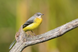 Grey Wagtail (Motacilla cinerea) sitting on a branch, wildlife, Germany