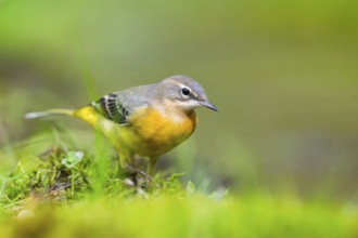 Grey Wagtail (Motacilla cinerea) hunting at a little lake in a swamp, wildlife, Germany