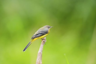 Grey Wagtail (Motacilla cinerea) sitting on a branch, wildlife, Germany