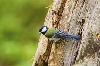 Great tit (Parus major) sitting on an old wrotten tree trunk at a swamp, Bavaria, Germany