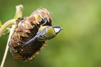 Great tit (Parus major) sitting on an old sunflower blossom with seeds inside, Bavaria, Germany