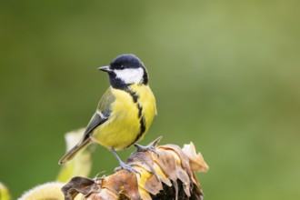 Great tit (Parus major) sitting on an old sunflower blossom with seeds inside, Bavaria, Germany