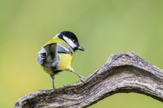 Great tit (Parus major) sitting on an old wood at a swamp, Bavaria, Germany
